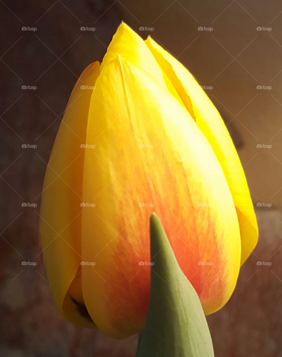 Tulip, Flower, No Person, Nature, Easter