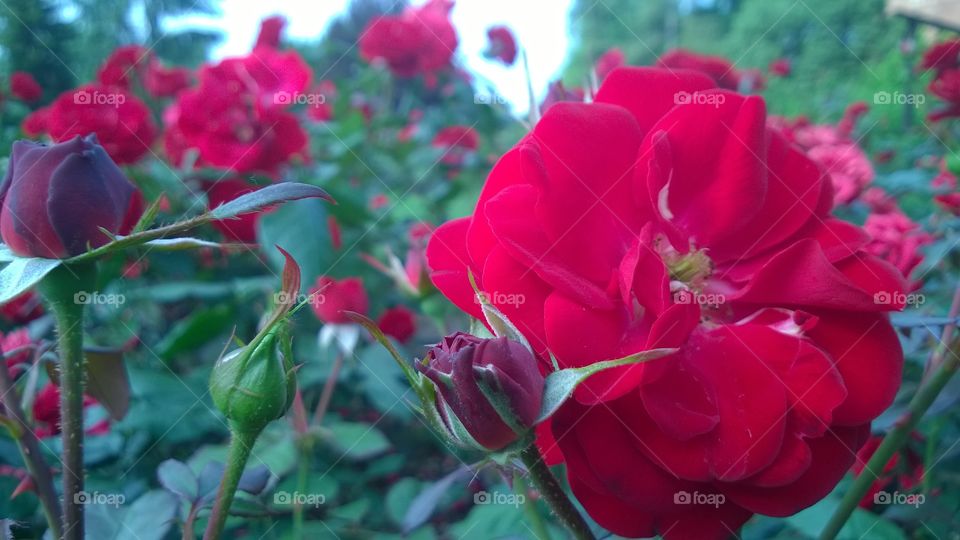 Beautiful rose