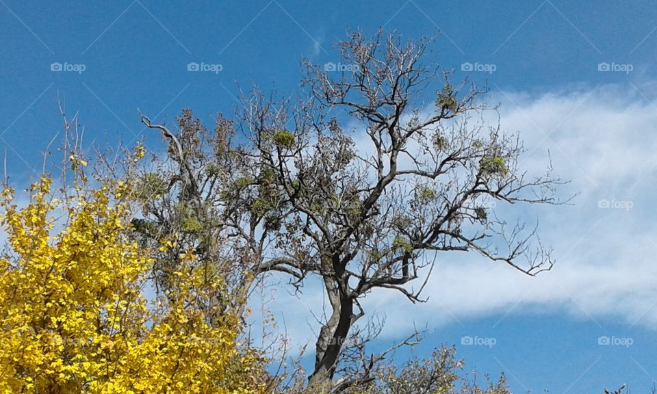 tree in front of sky