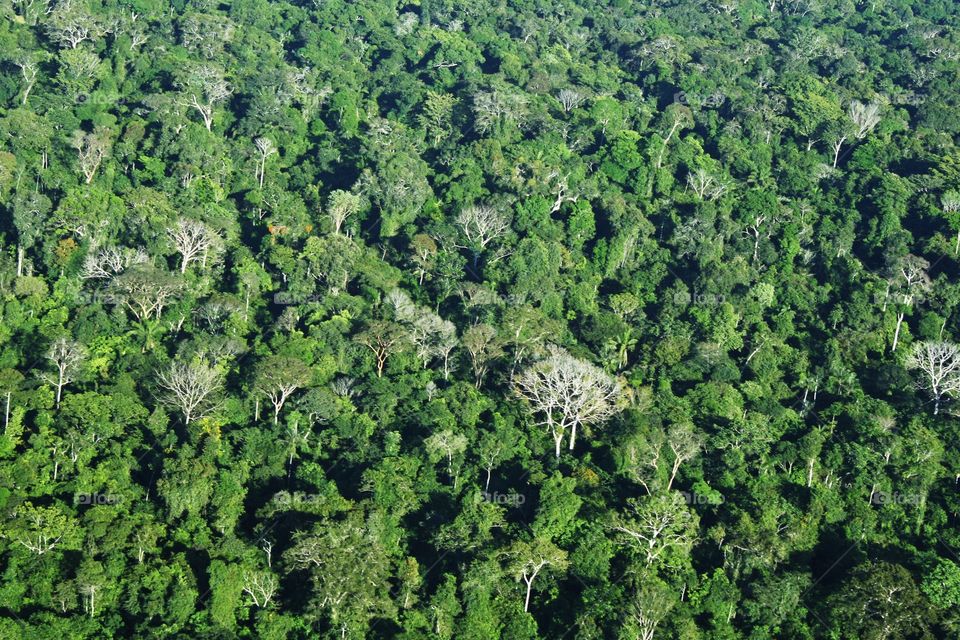 Amazonia. A photo from a small propeller plane flying over Manaus, Brazil