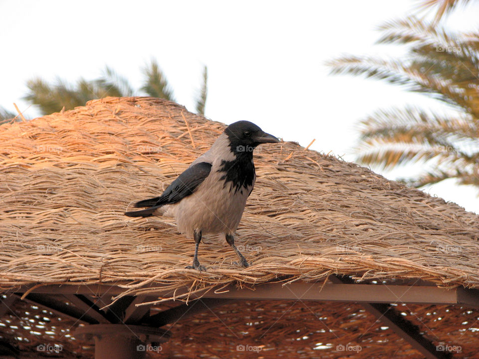 Crow in Hurghada Egypt