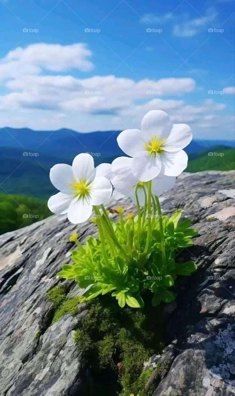 A very beautiful picture, and there is no better picture than it. There is no better picture of green herbs and colorful, red and white roses than it. Glory be to God, the natural and picturesque view, and there is no more