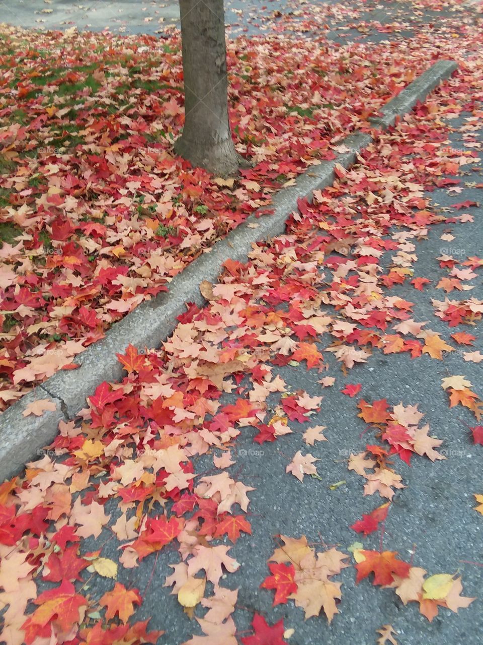 Fall Leaves Beautifully Littering the Curb and Street