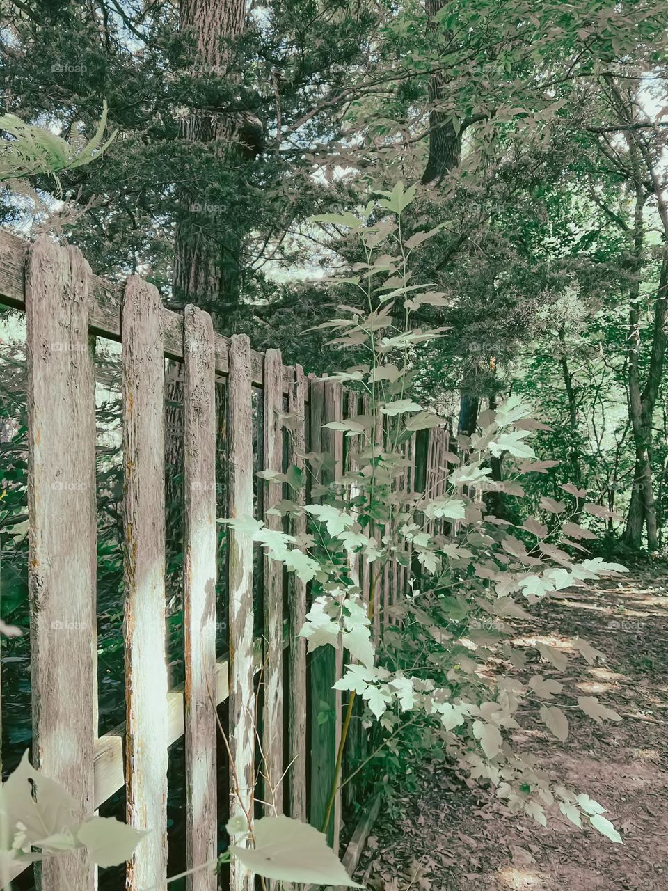 A row wood panels on a custon built fence among green foliage and trees. 