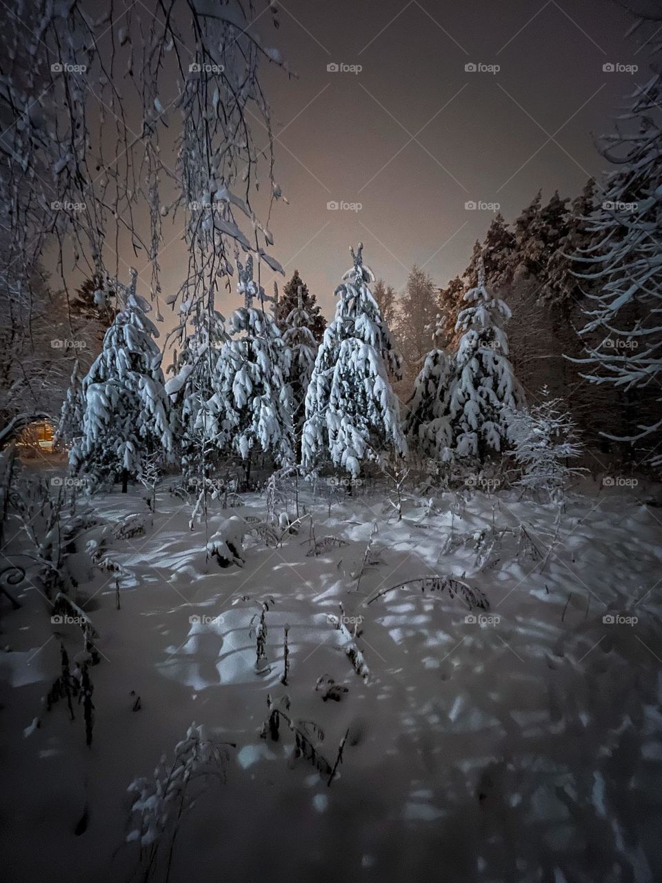 Winter forest at snowy night