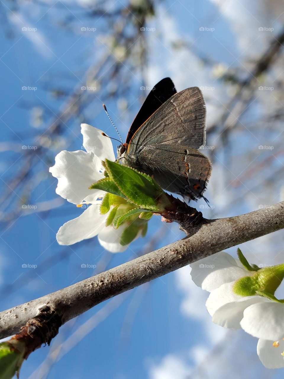Early signs of Spring.  Gray hairstreak butterfly pollinating white plum tree flowers.