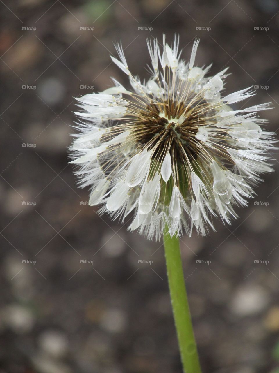 Wet dandelion