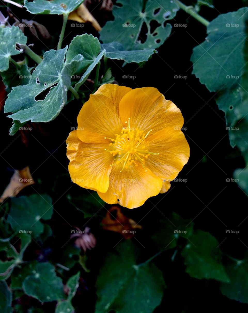 beautiful yellow flower 