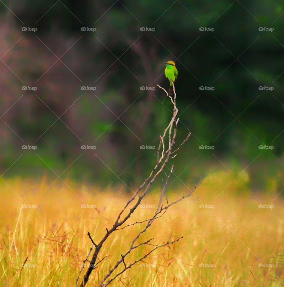 green bee-eater