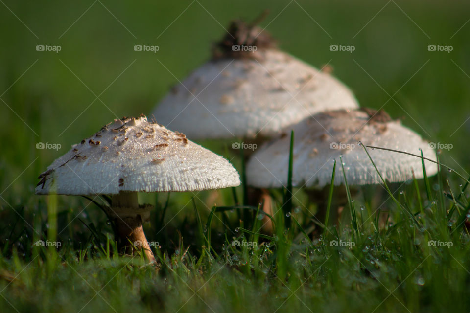 Mushrooms