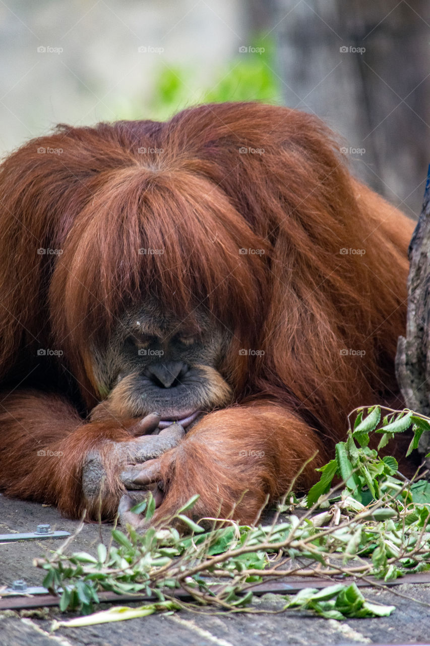 orangutan resting on platform in nature reserve