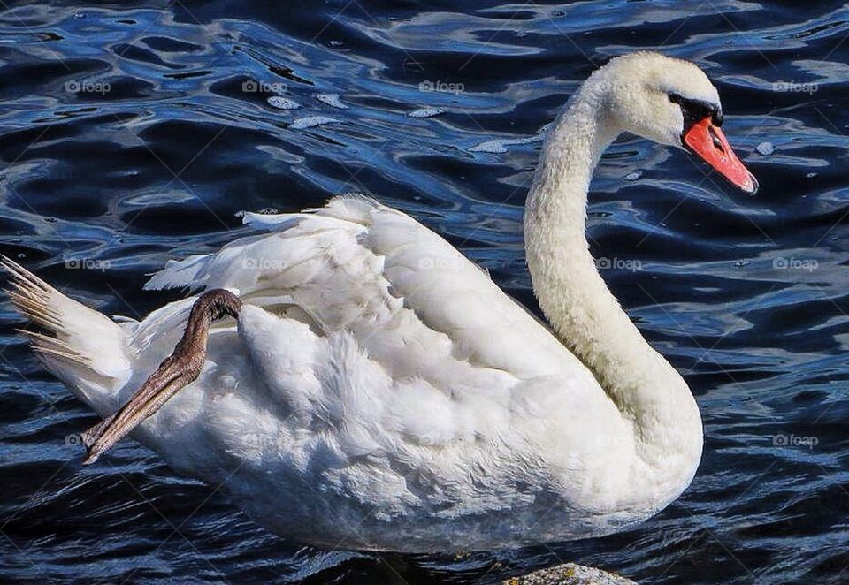 Swan in water