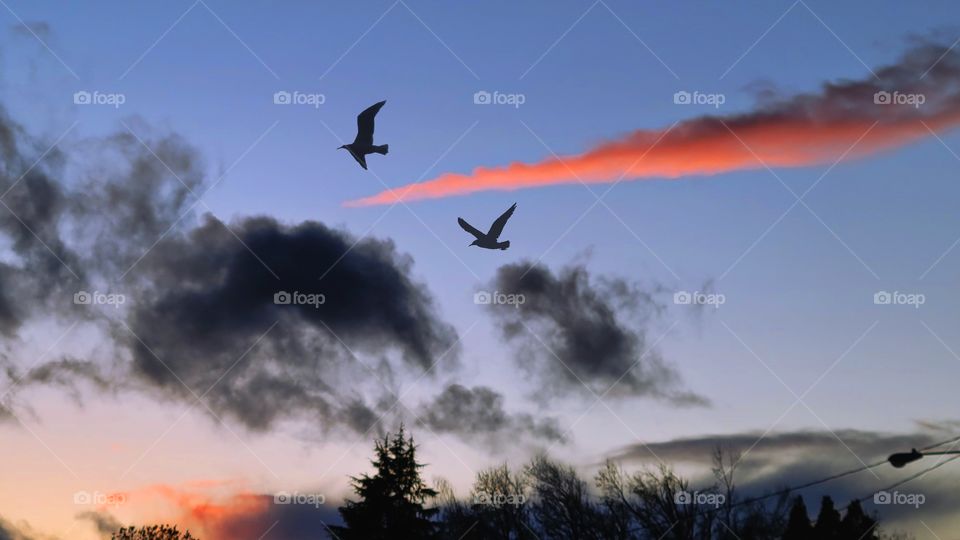 birds frolicking at sunset