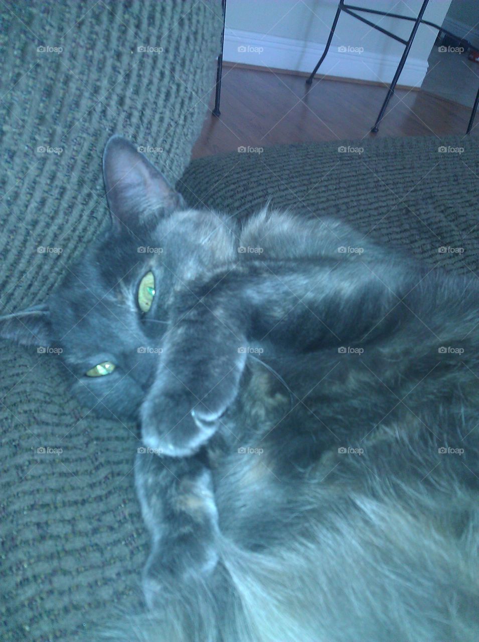 This is a picture of my shy cat looking very sneeky like she's up to no good.