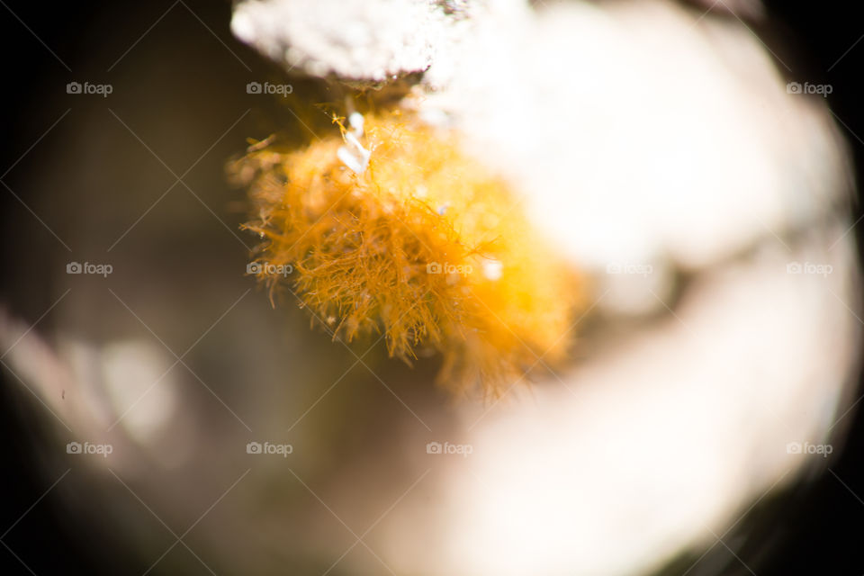 Flower close up