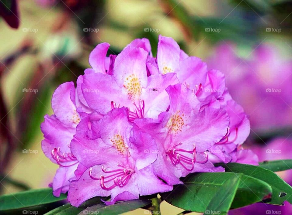 Purple Rhododendron 