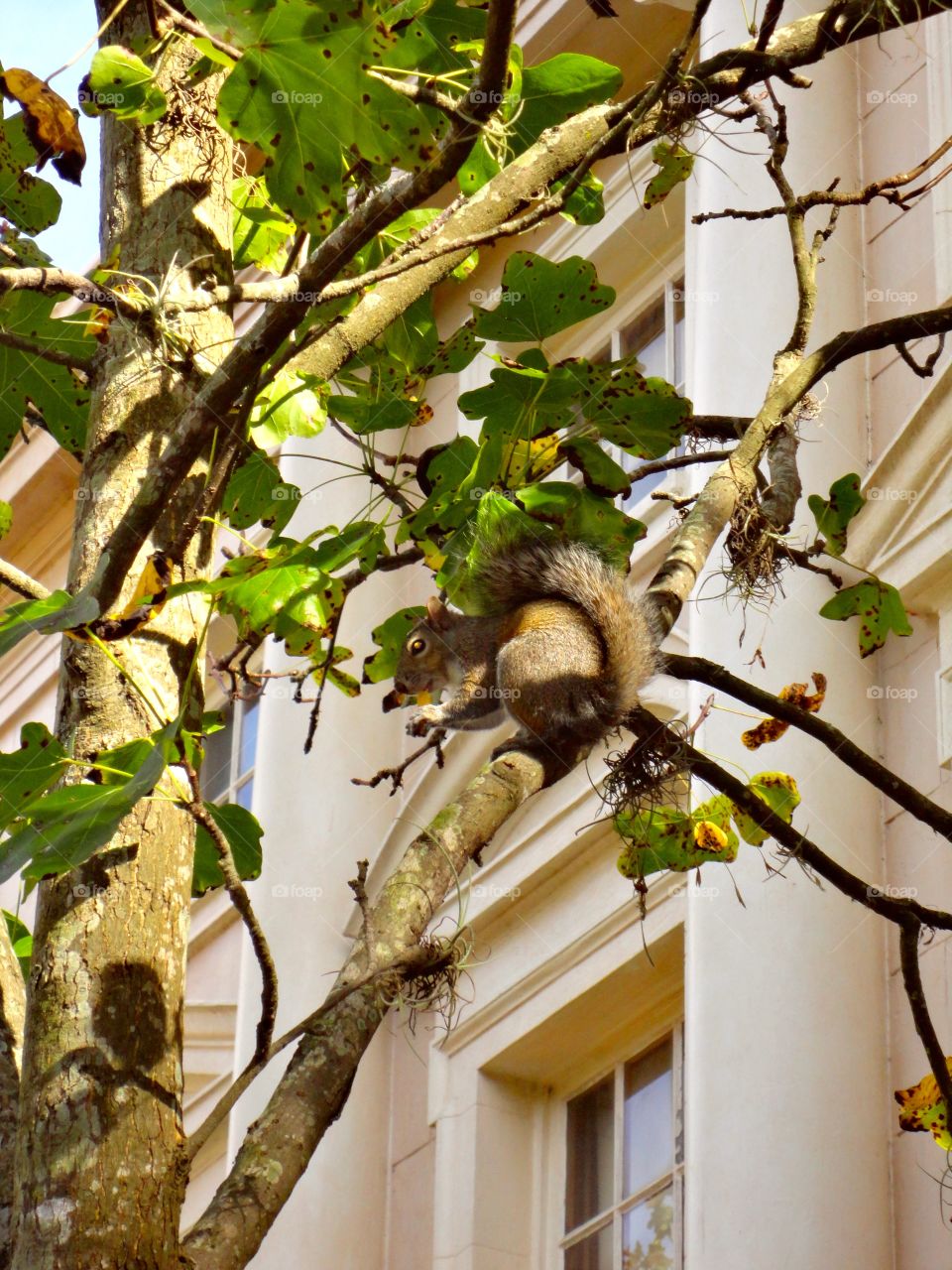 Tree Squirrel 