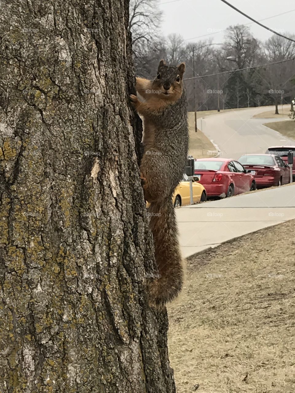 Squirrel close up 