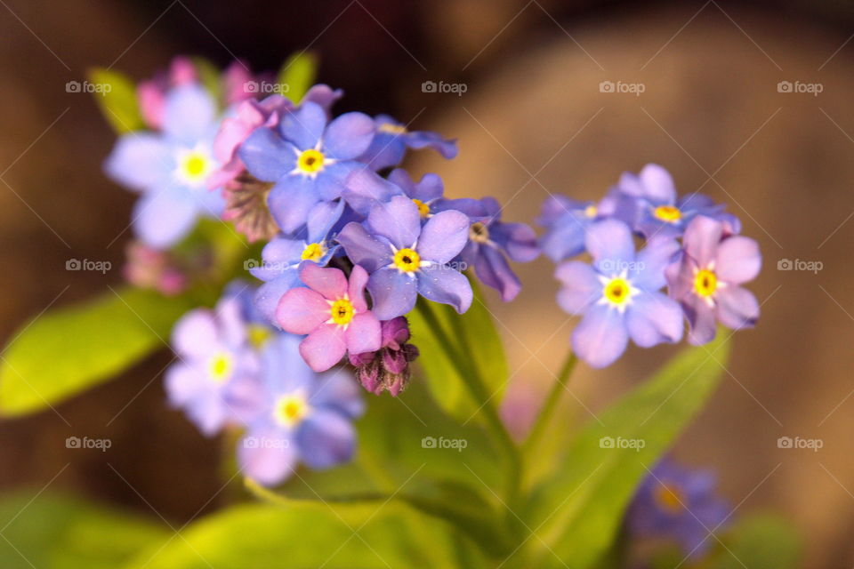 Forget-me-not flowers