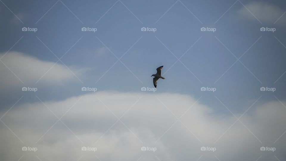 Gull flying. Gull flying