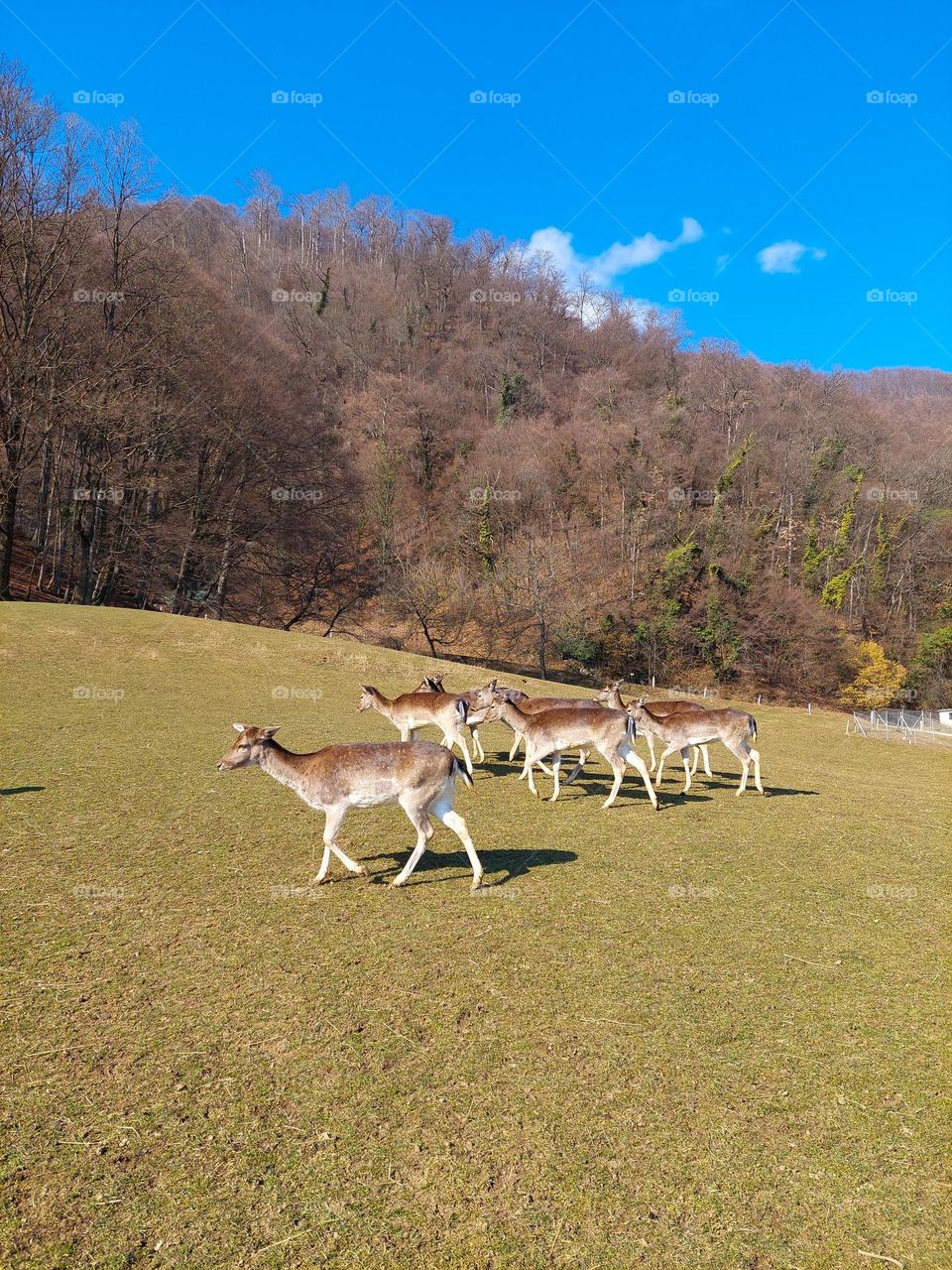 Young deer on the hill next to the forest enjoying the sun