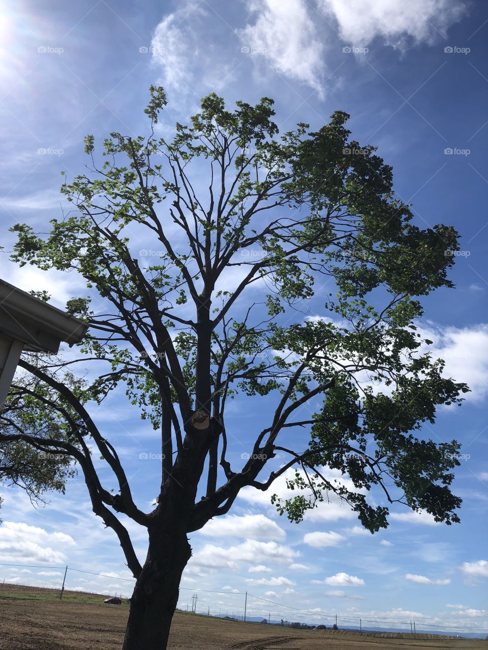 Maple tree with a new trim blue sky day 