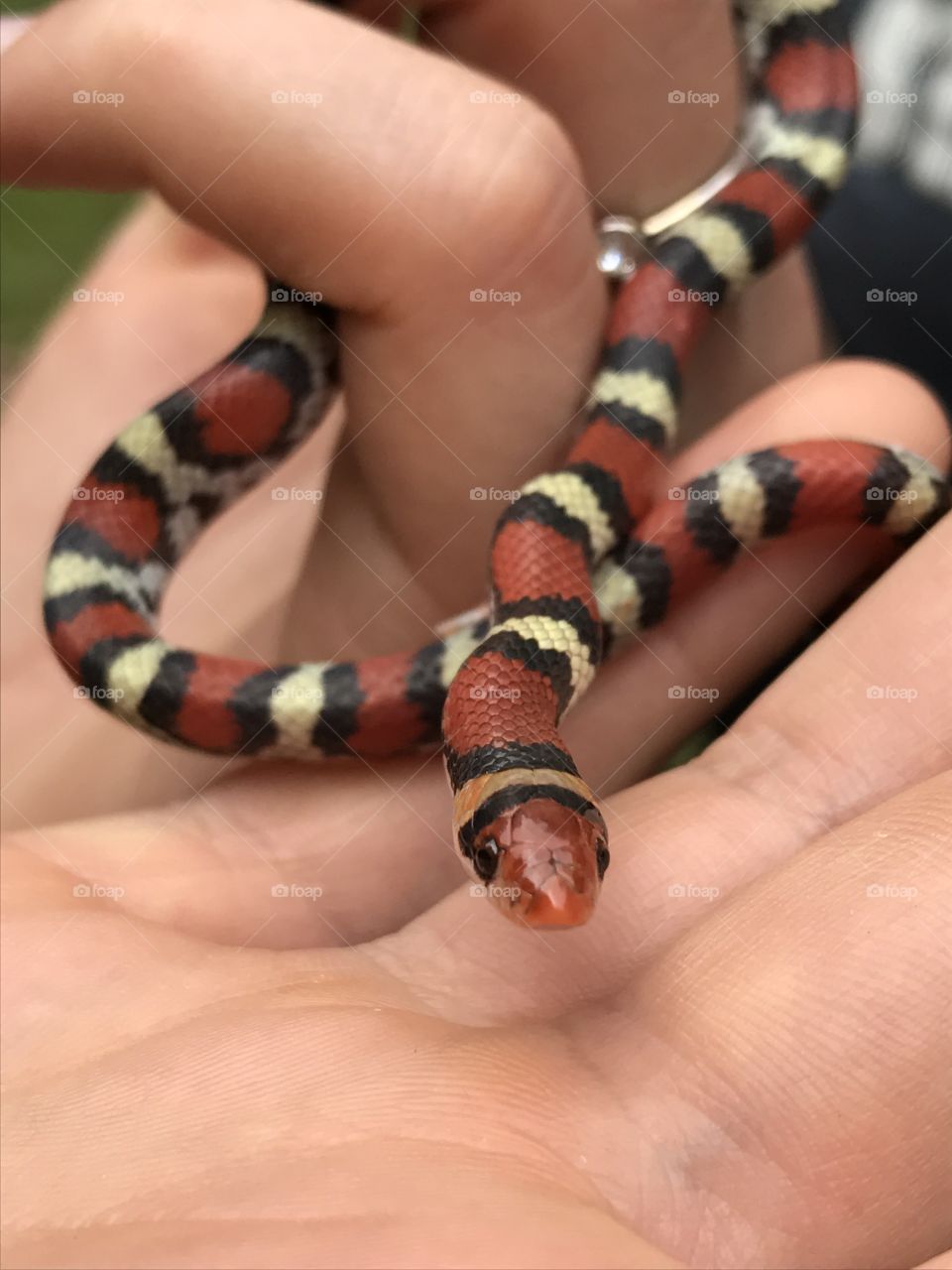 Located this young Scarlett King snake in a gopher tortoise burrow.