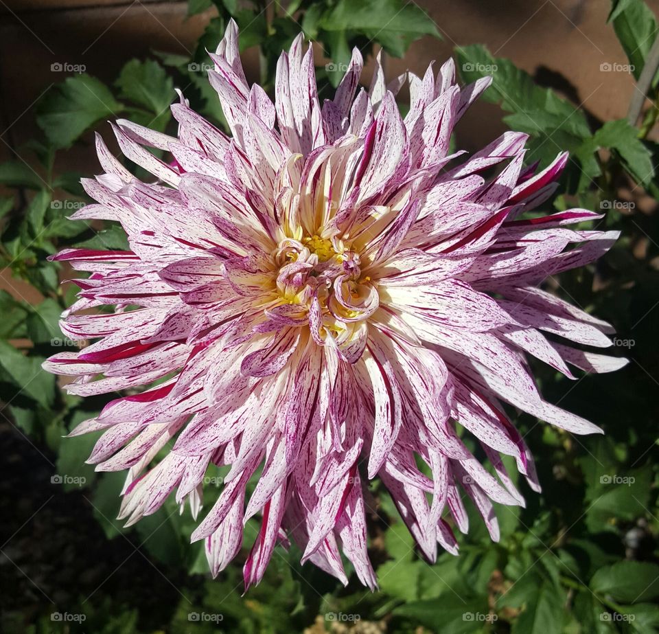 Purple Dahlia