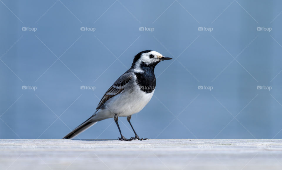 A white wagtail bird at the edge of the jetty by a lake in Finland on sunny summer afternoon