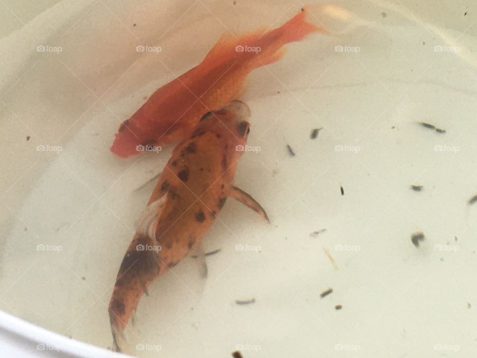 Two Fish the Netherlands 