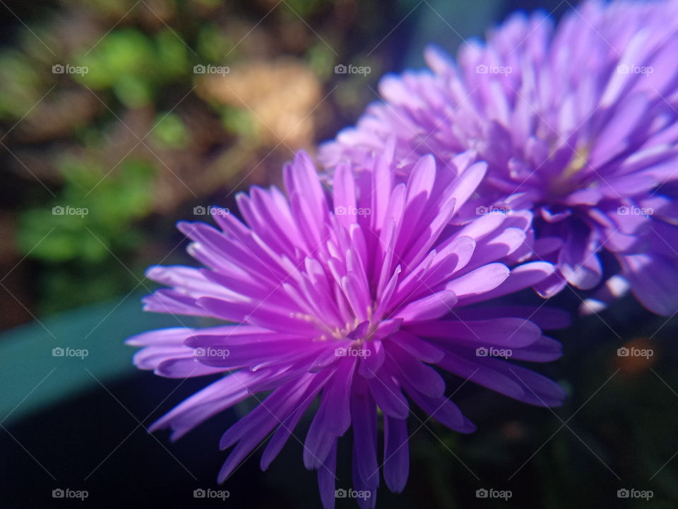 aster