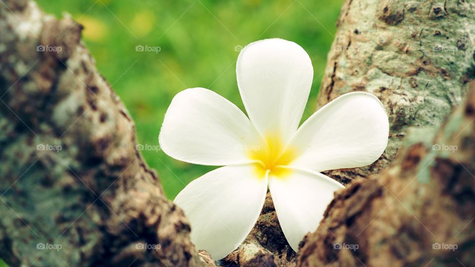 Plumeria flower in the garden