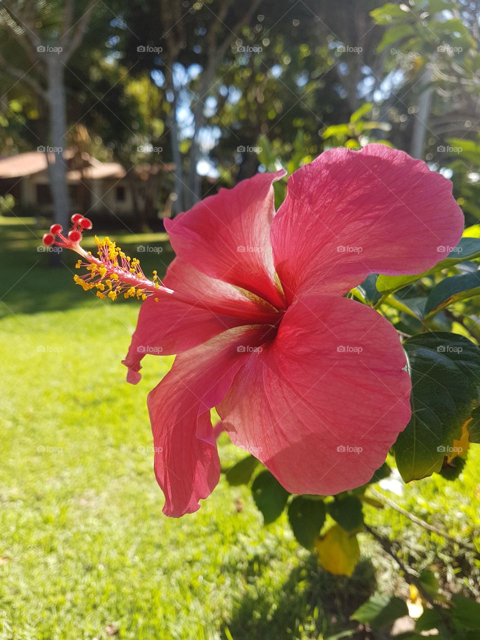 Hibisco