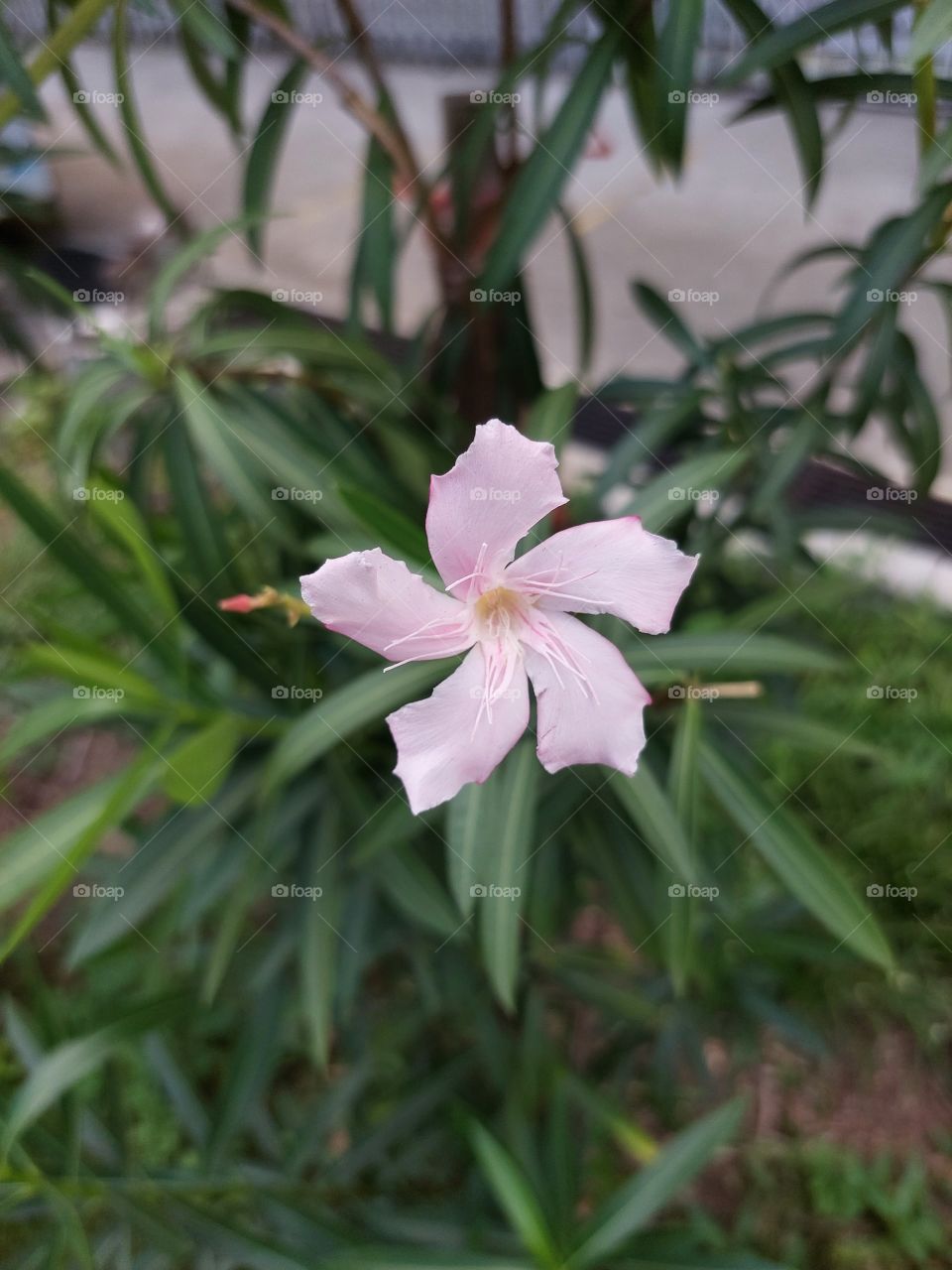 pink flower