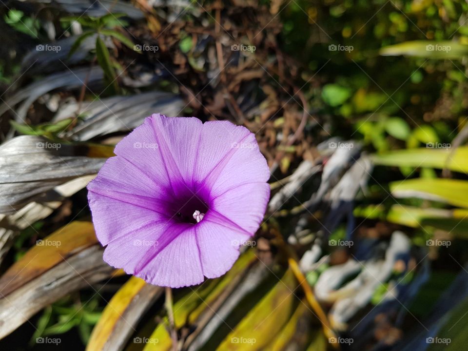 Tropical flower