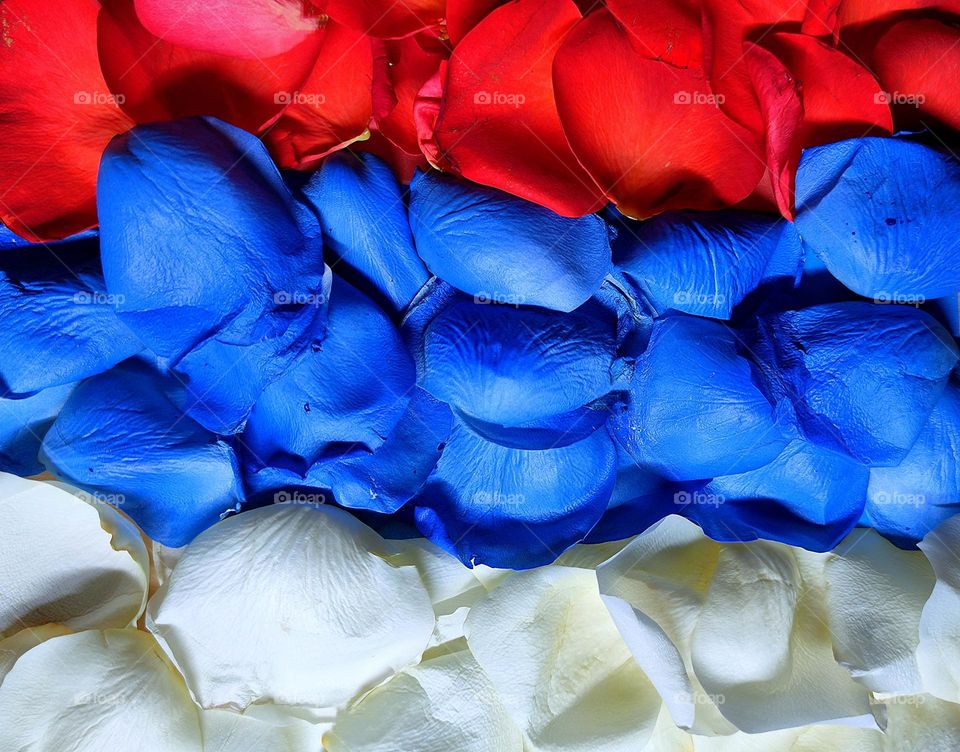 Serbia flag.  Horizontal stripes of red rose petals, blue rose petals and white rose petals