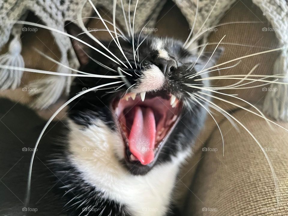 An adorable sleepy Kitty yawning 