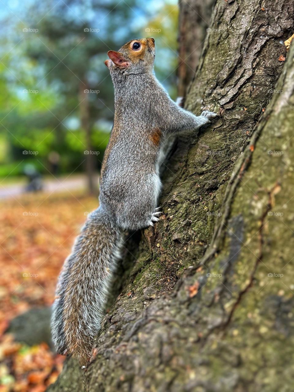 squirrel, animal, tree, rodent, cute, mammal, nature, grey, wildlife, fur, wild, tail, gray, park, animals, forest, furry, grey squirrel, eating, small, fluffy, nut, brown