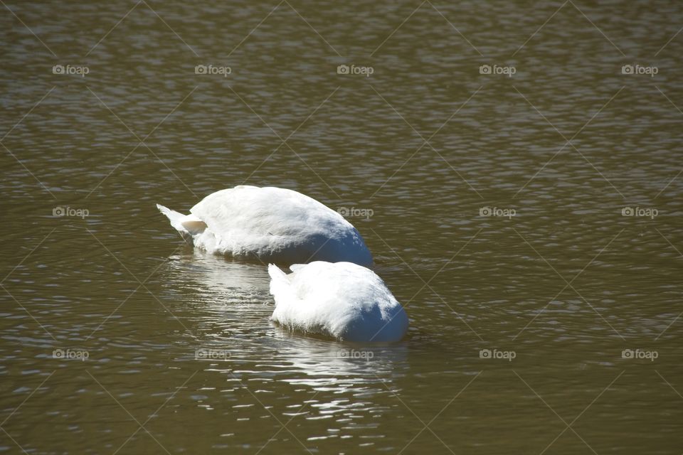 swans on the lake