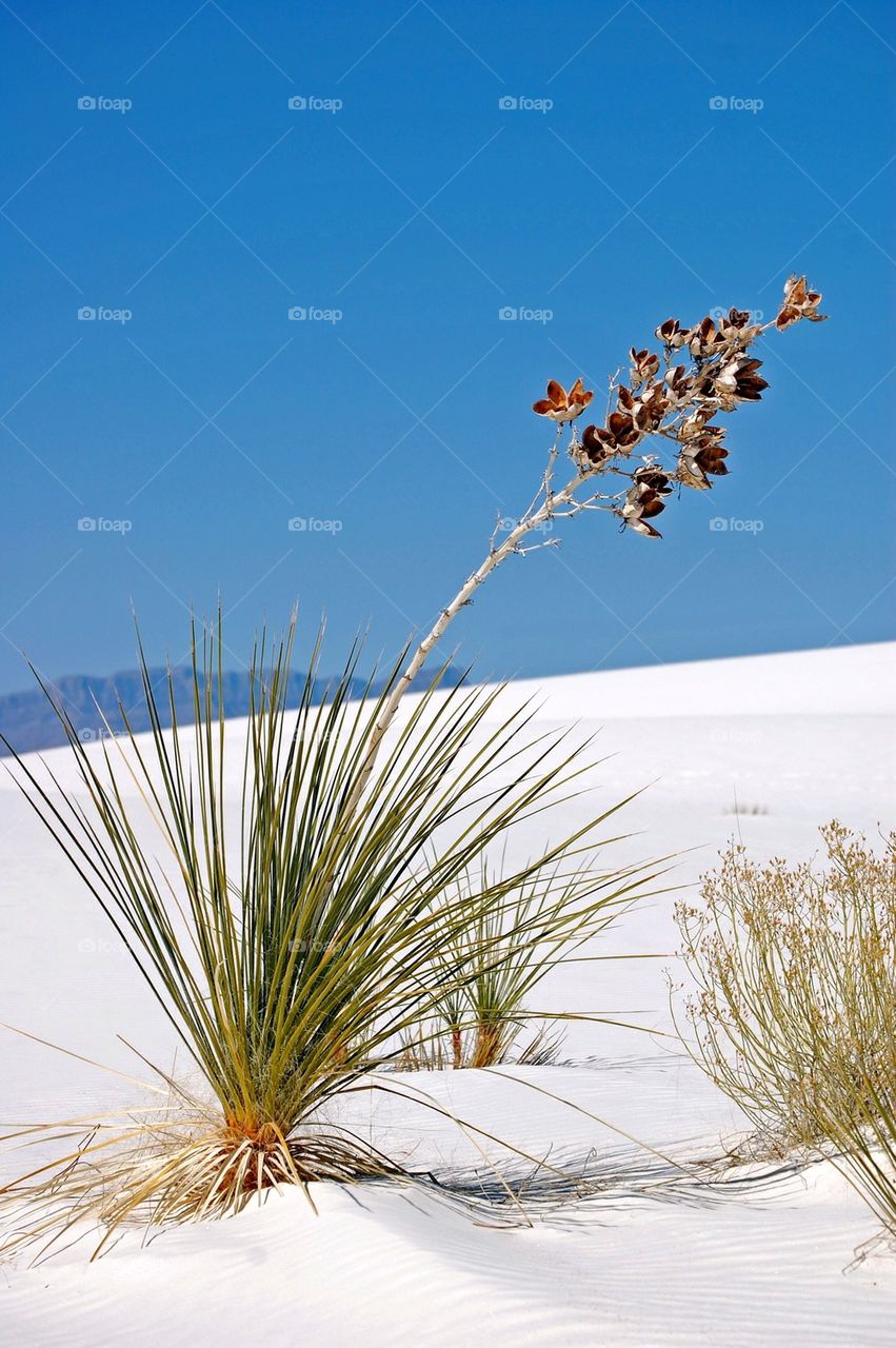 White sands