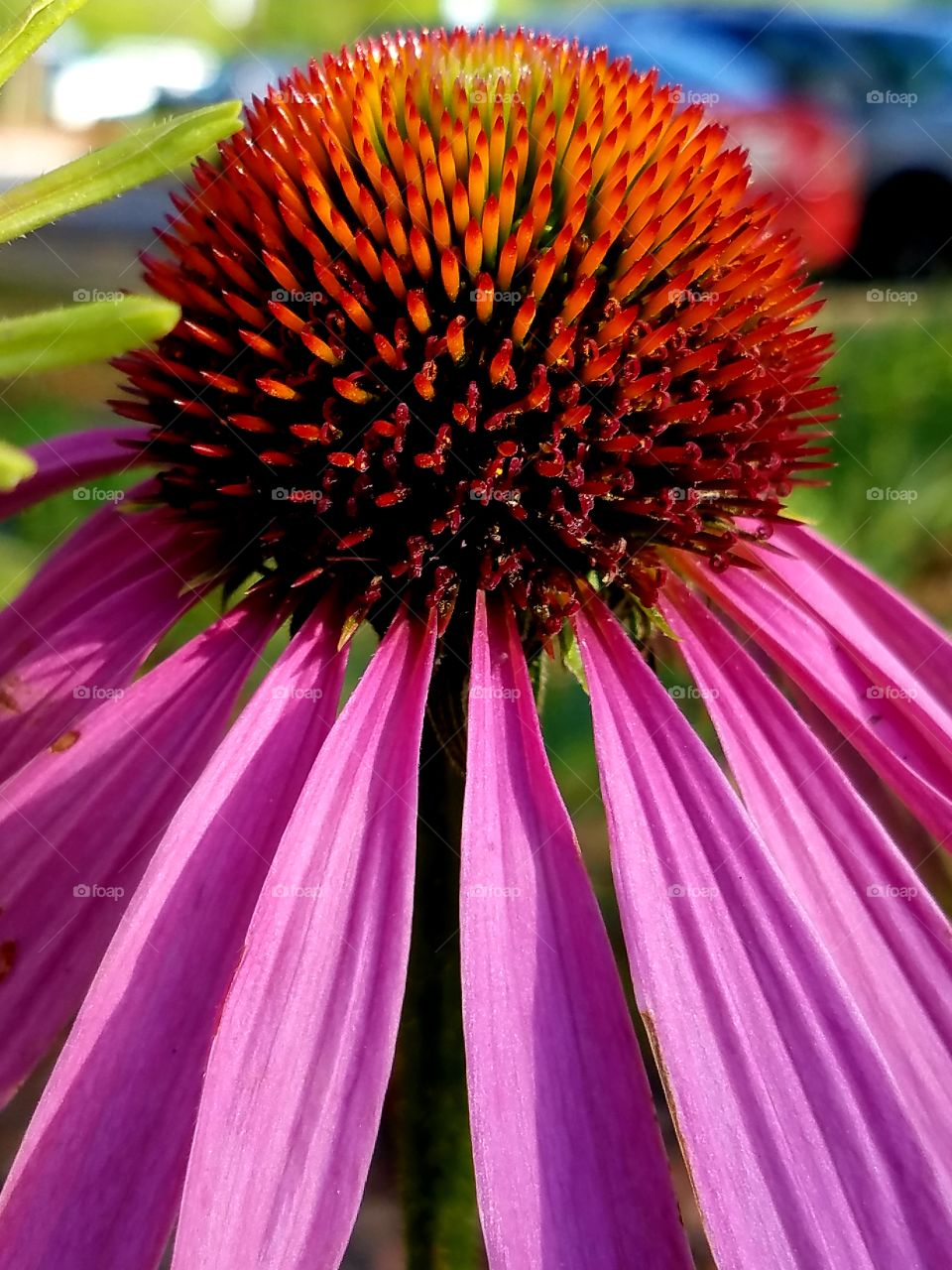 Coneflower