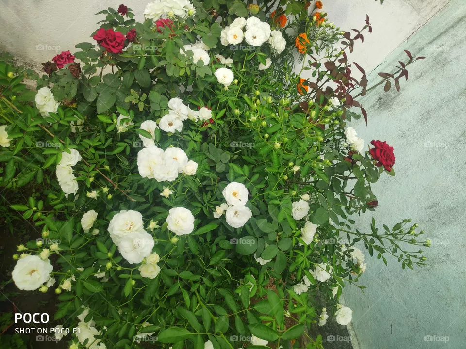 flowers