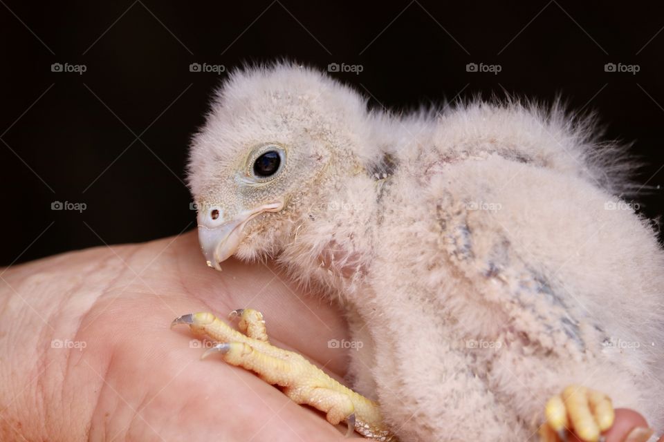 Rescued baby chick raptor in human hand (wildlife rescue)