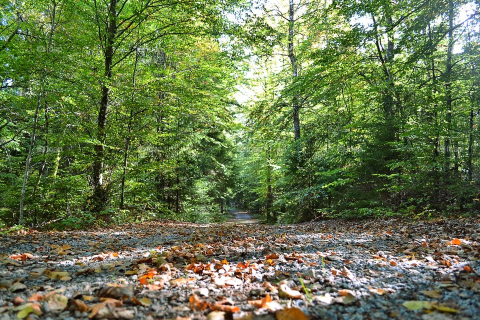 Road in the forest