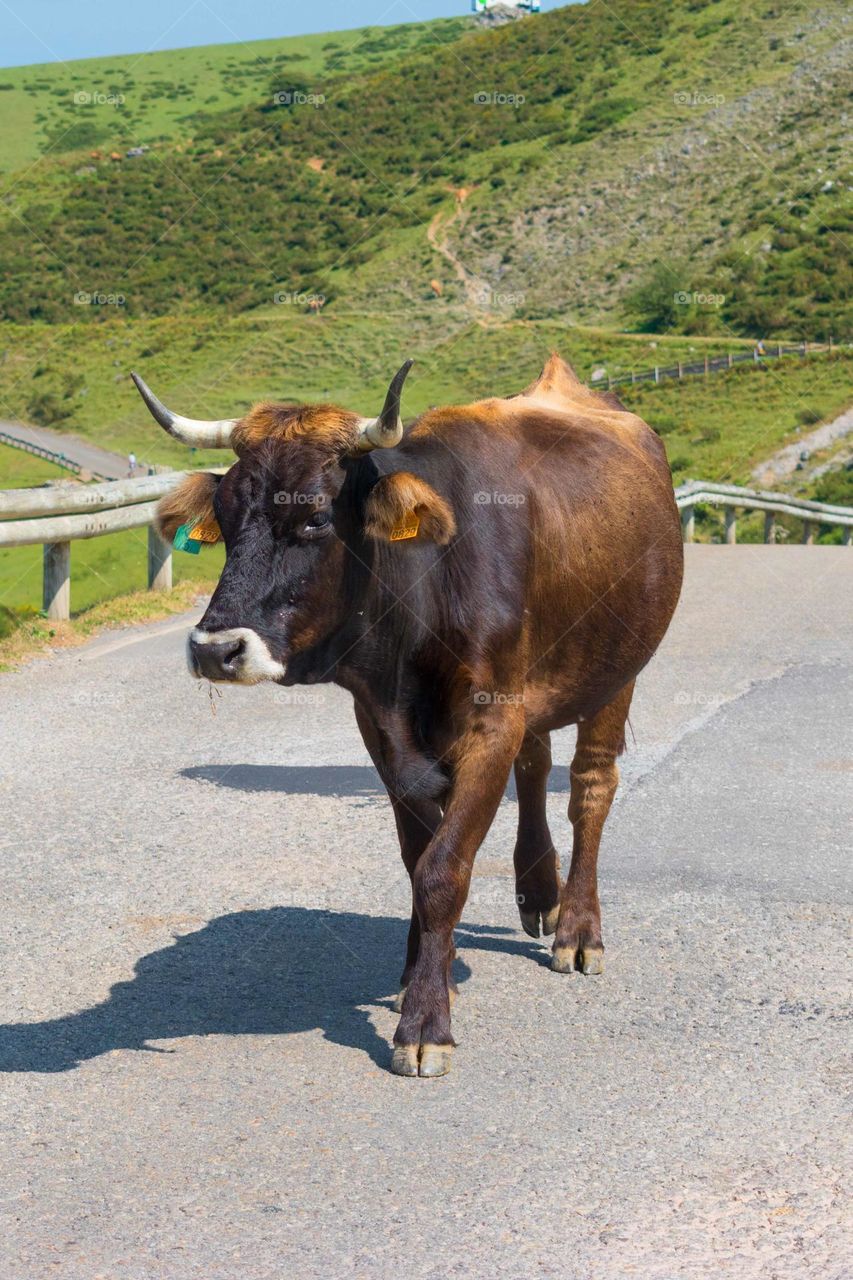 Brown cow (native Asturian cow also known as carreña or roxa) in the middle of the road, looking at the camera. Lagos de Covadonga. Asturias. Spain