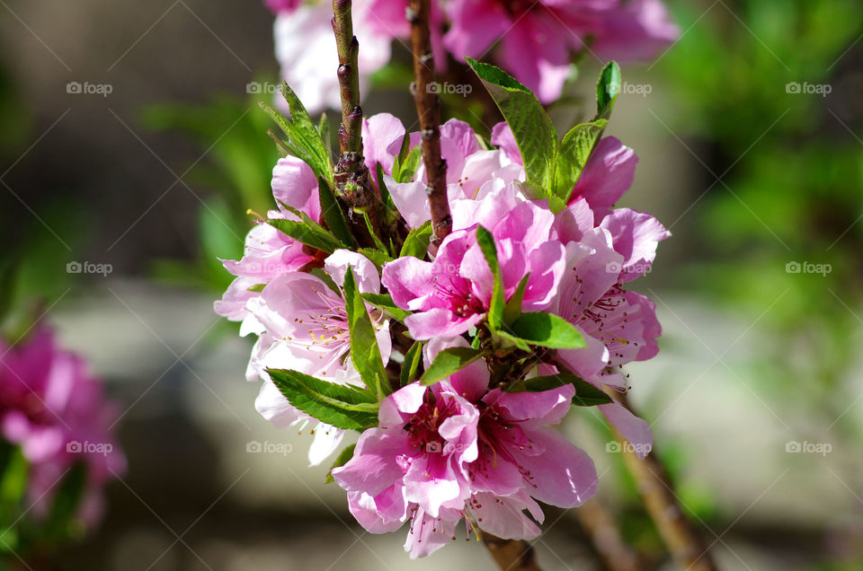 Close-up of pink flower