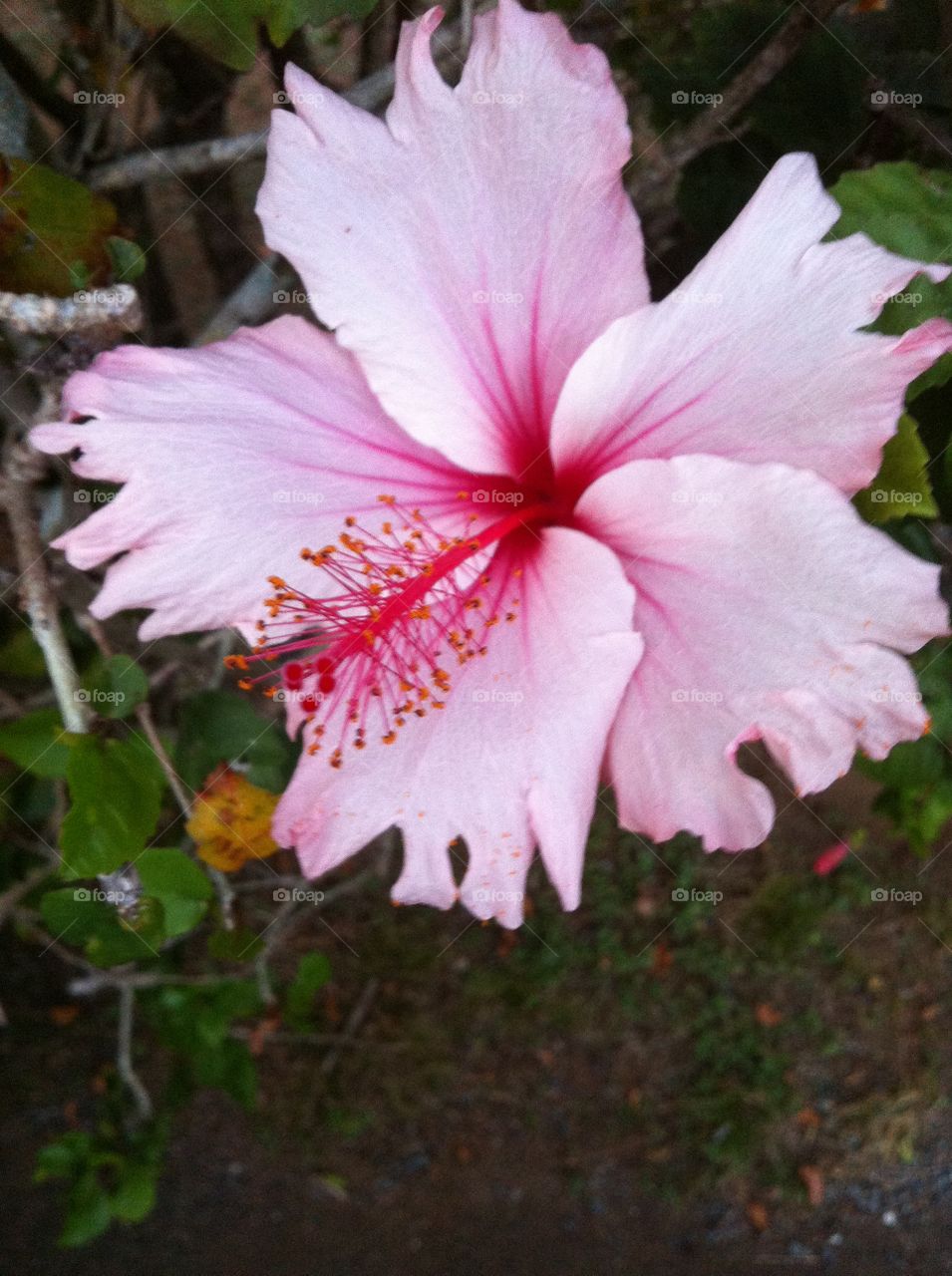 Hawaiian Hibiscus. A pretty pink hibiscus in Hawaii