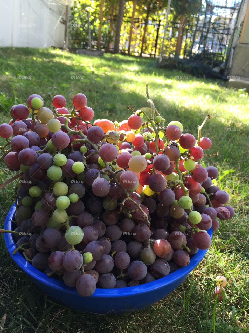 Grapes and sunshine. There's something magical about the New England fall. And my grapes tell the story of that magic.

