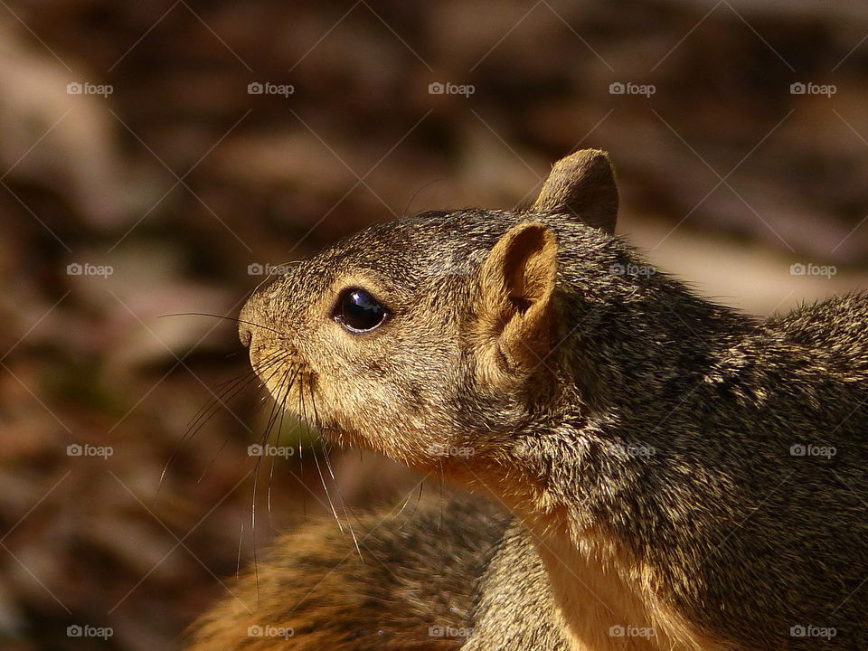 Squirrel looking to the left