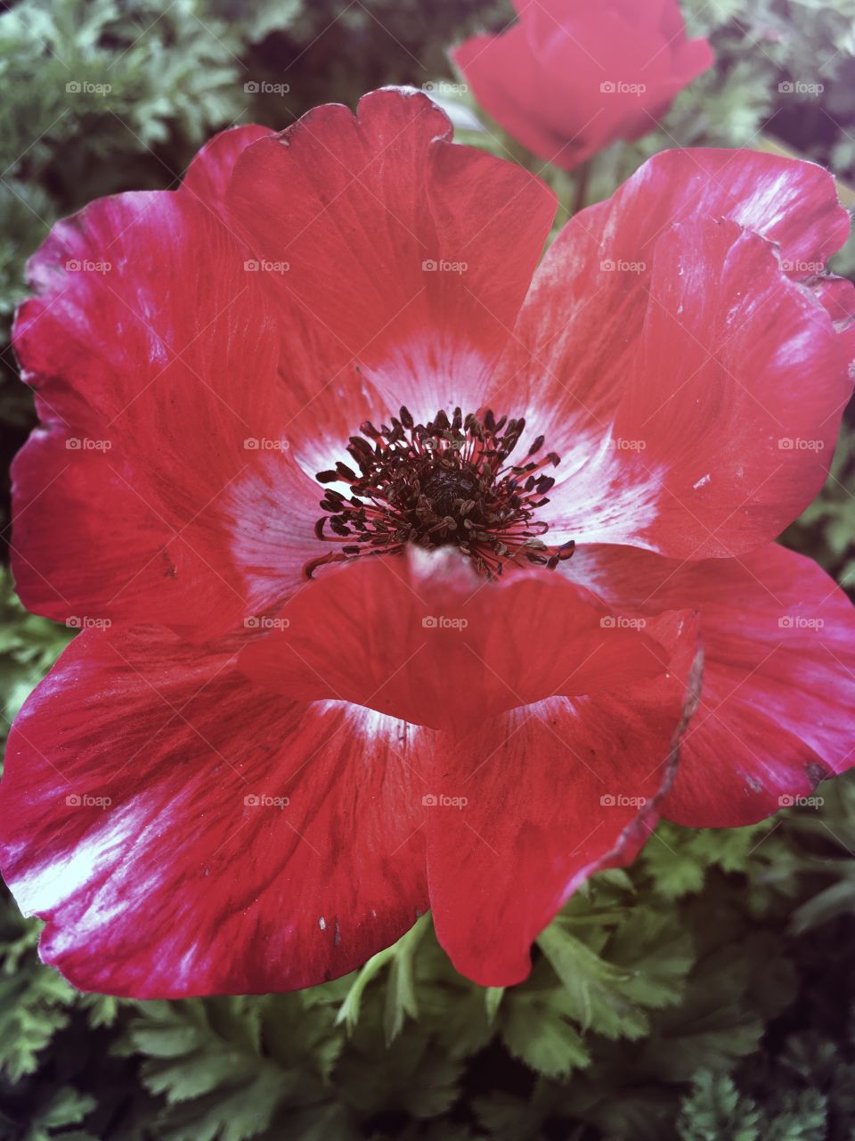 Anemone 